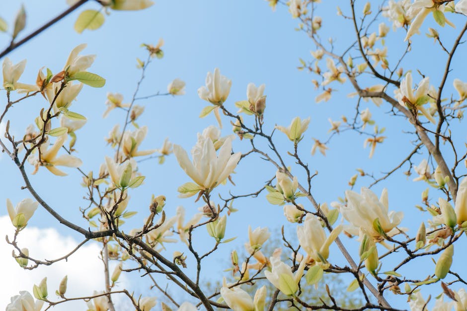 Hortensie ohne Blüten: Ursachen und Rat für unvollständiges Blühen