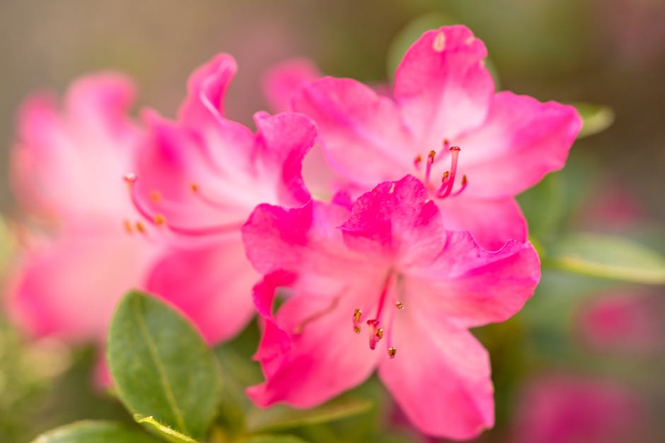 Warum hat meine Hortensie keine Blüten? Ursachen und Lösungsmöglichkeiten