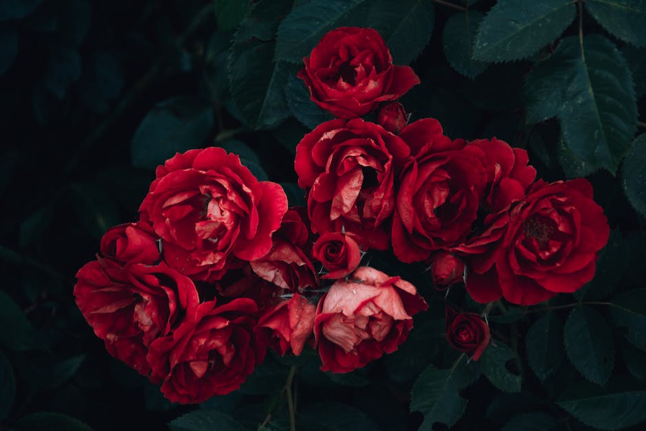  Warum schließen Blumen ihre Blüten bei Regenwetter