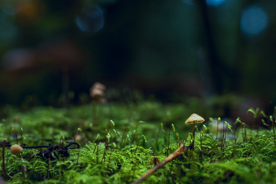 Gras im Blut langfristig nachweisbar