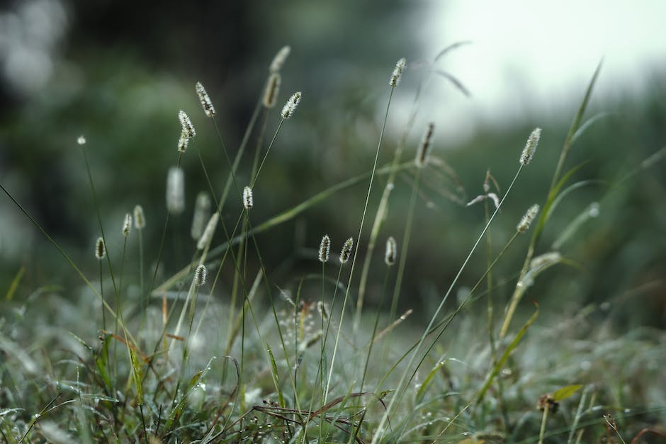 Grass-Halbwertszeit im Blut