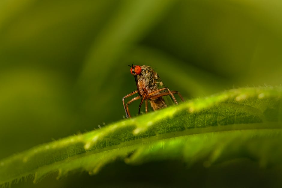 Lebenserwartung von Mücken ohne Blutaufnahme