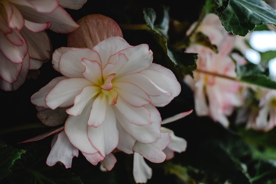 Hortensien ohne Blüten - Warum es passiert