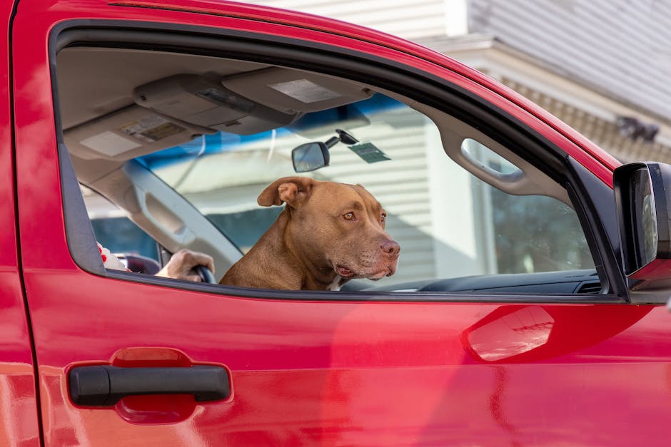  Kosten für Blutentnahme beim Hund