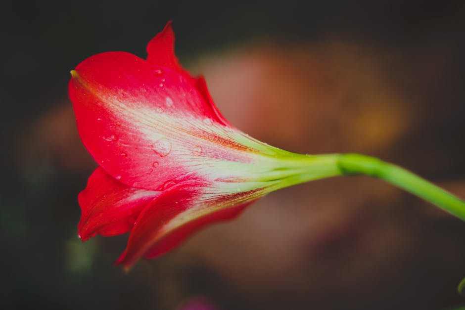  Amaryllis nach der Blütepflege