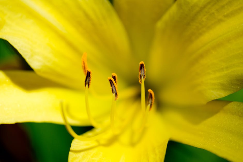 Langlebigkeit von Amaryllis nach der Blüte erhalten