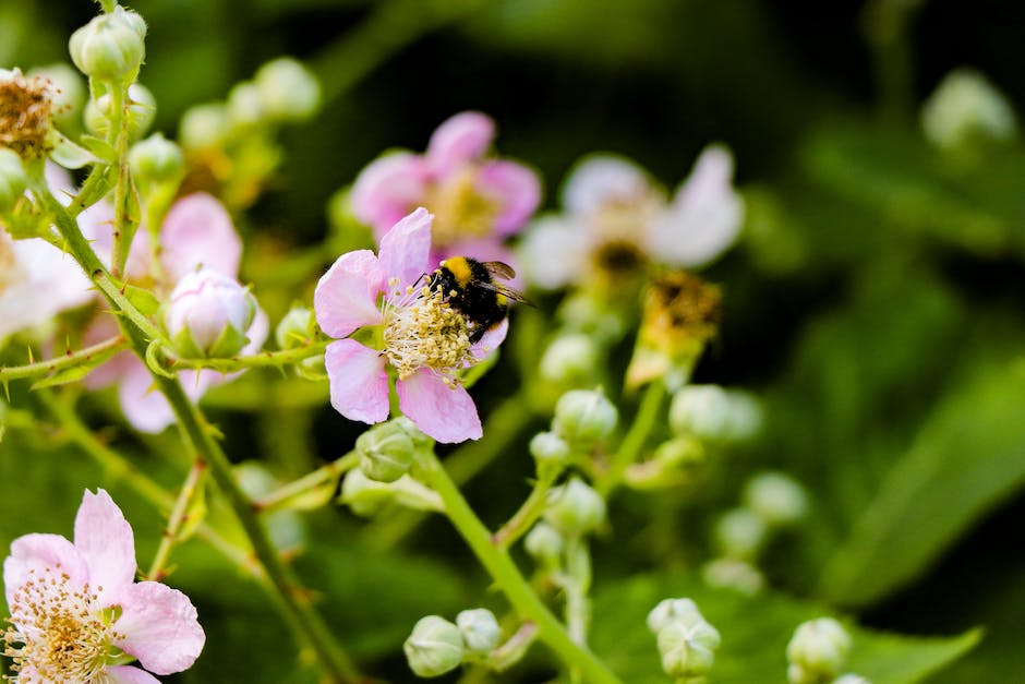  Bienenbestäubung