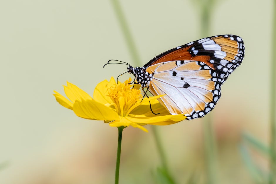  Bestäubung der Blüten durch Insekten