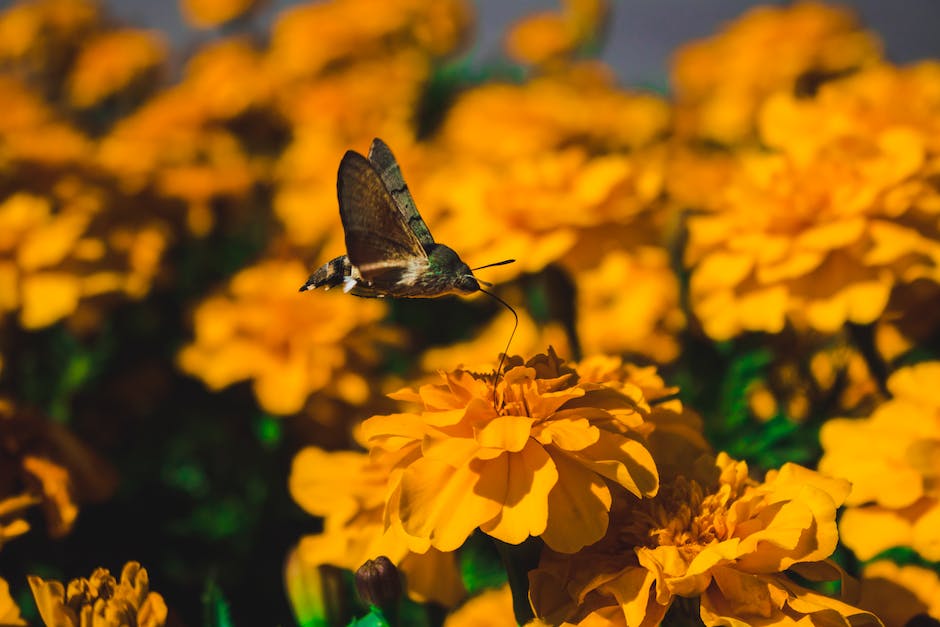 Insektenbestäubung von Blüten