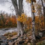 Blutfluss-Geschwindigkeit im Körper