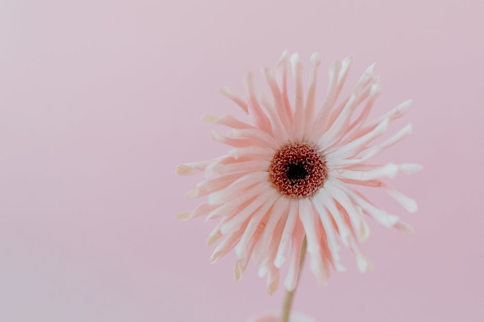 Gänseblümchen mit fünf Blüten