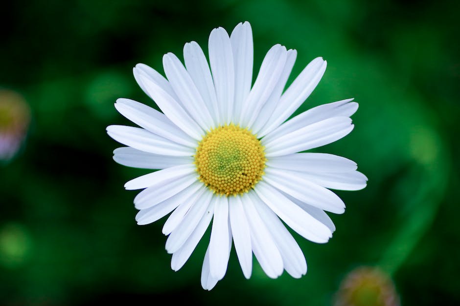 Anzahl Blüten Gänseblümchen