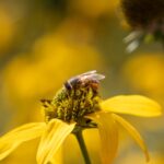 Biene bestäubt pro Tag mehrere Blüten